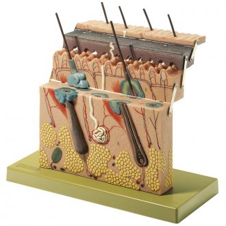 Somso® Hinged Human Skin Model