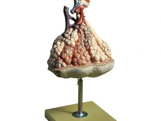 Somso Human Lung Model