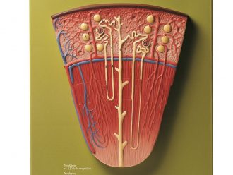 Somso Human Nephron Model