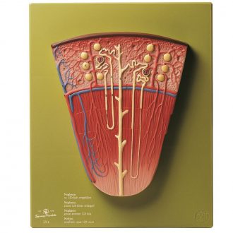Somso Human Nephron Model