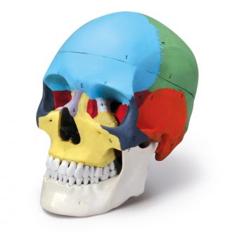 Carolina® Human Skull, Color Coded, Plastic