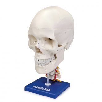 Carolina® Human Skull with Cervical Spine Model