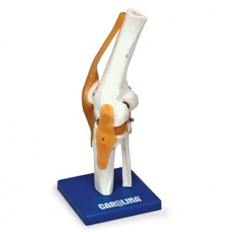 Carolina® Human Knee Joint Model
