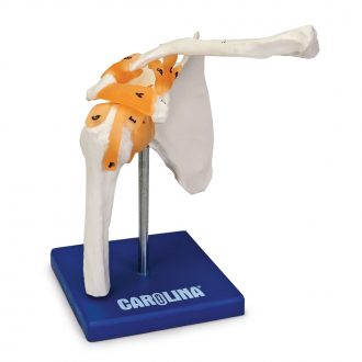 Carolina® Human Shoulder Joint Model