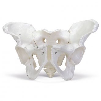 Carolina® Human Male Skeletal Pelvis, Plastic
