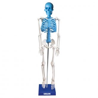 Carolina® Desktop Miniature Human Skeleton