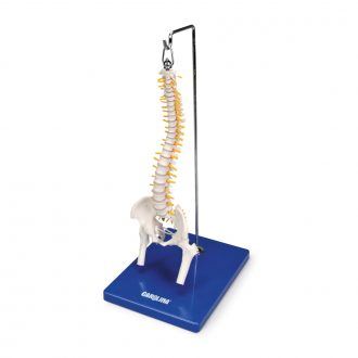 Carolina® Miniature Human Spine with Femur Heads Model