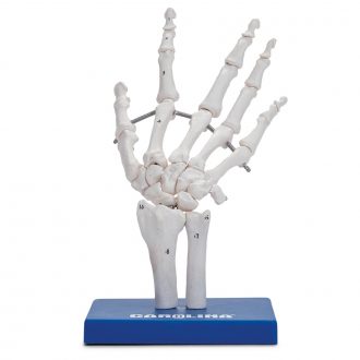 Carolina® Human Skeletal Hand Model
