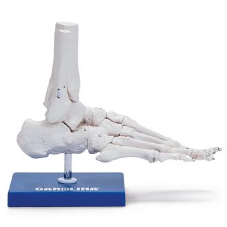 Carolina® Human Skeletal Foot Model