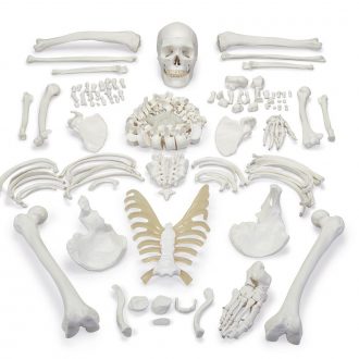 Carolina® Disarticulated Human Skeleton