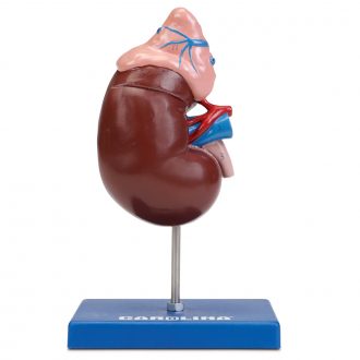 Carolina® Human Kidney Model