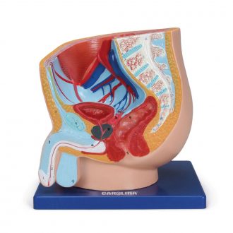 Carolina® Male Half Pelvis Model