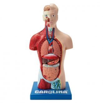 Carolina® Human Micro Sexless Torso Model with Open Back
