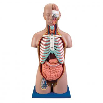 Carolina® Human Dual Sex Torso Model with Open Back