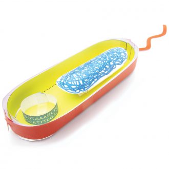 Origami Organelles™ 3-D Paper Model Kit: Bacterial Cell