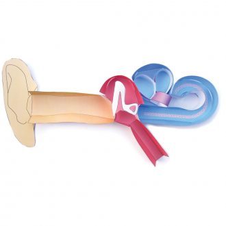 Origami Organelles™ 3-D Paper Model Kit: Human Ear