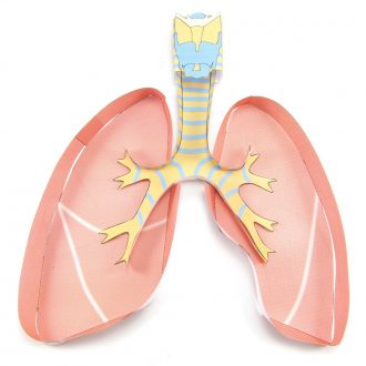 Origami Organelles™ 3-D Paper Model Kit: Lungs
