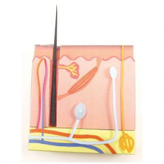 Origami Organelles™ 3-D Paper Model Kit: Skin
