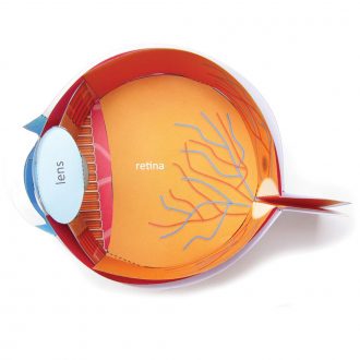 Origami Organelles™ 3-D Paper Model Kit: Human Eye