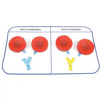 Origami Organelles™ 3-D Paper Model Kit: Blood Type Testing