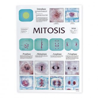 Cell Division Chart Set