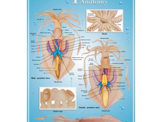 Squid Anatomy Poster