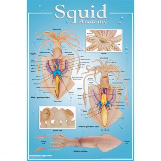 Squid Anatomy Poster
