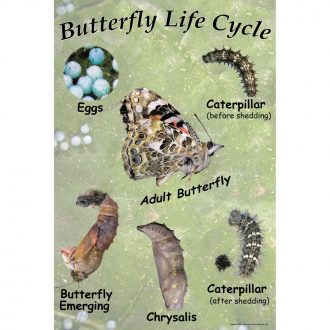 Painted Lady Butterfly Life Cycle Chart