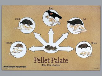 Pellet Palate Poster