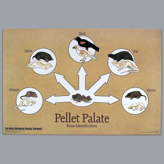 Pellet Palate Poster