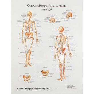 Skeleton, Giant Carolina® Human Anatomy Series Chart