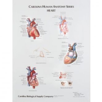 Heart, Giant Carolina® Human Anatomy Series Chart