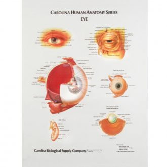 Eye, Giant Carolina® Human Anatomy Series Chart