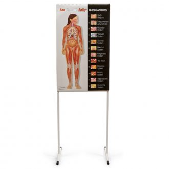 See-Through Sally™ Human Anatomy Chart Set