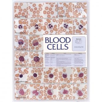 Blood Cells Chart
