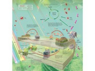 Photosynthesis Poster