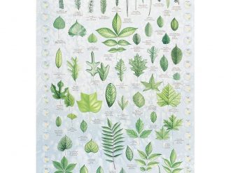 Leaf Identification Chart