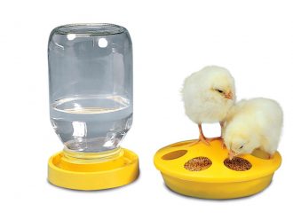 Chick Fountain