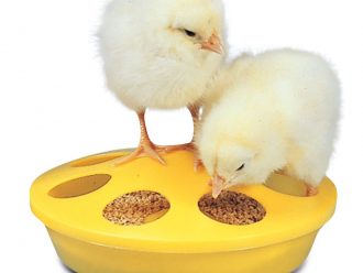 Chick Feeder