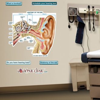 Ear Anatomy BodyPartChart™, Medium