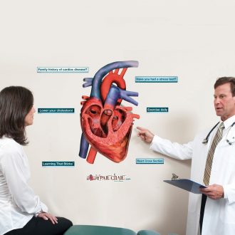 Heart Anatomy BodyPartChart™, Medium