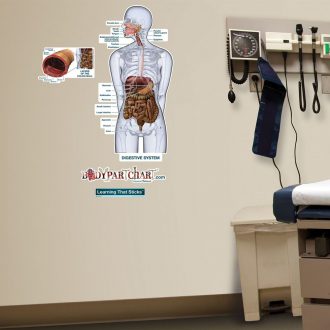 Digestive System Anatomy BodyPartChart™, Medium
