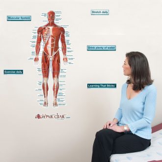 Muscular System Anatomy BodyPartChart™, Front, Medium