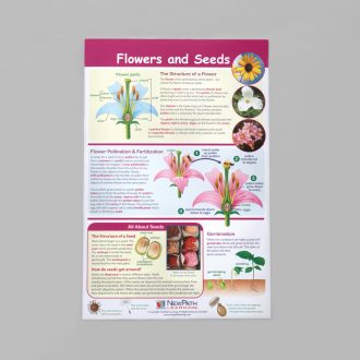 All About Plants Bulletin Board Chart Set