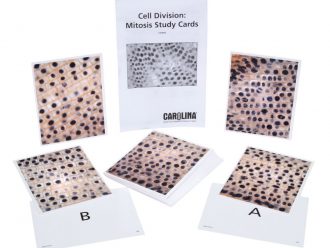 Cell Division: Mitosis Study Cards, Set of 32