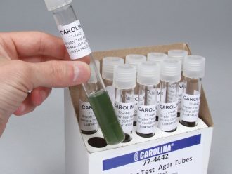 Snyder Test Agar, Prepared Media Tubes, Pack of 10