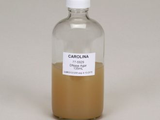DNAse Agar, Prepared Media Bottle, 135 mL