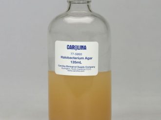 Halobacterium Agar, Prepared Media Bottle, 135 mL