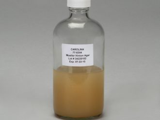 Mueller Hinton Agar, Prepared Media Bottle, 125 mL
