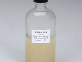 Potato Dextrose Agar, Prepared Media Bottle, 125 mL